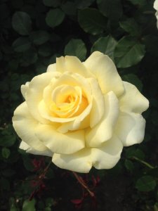 IMG_4713.JPG